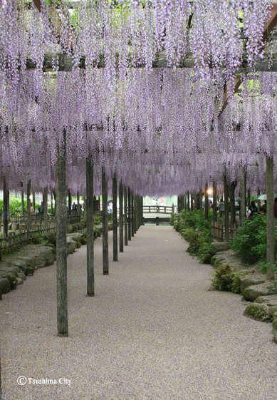 天王川公園、藤の写真